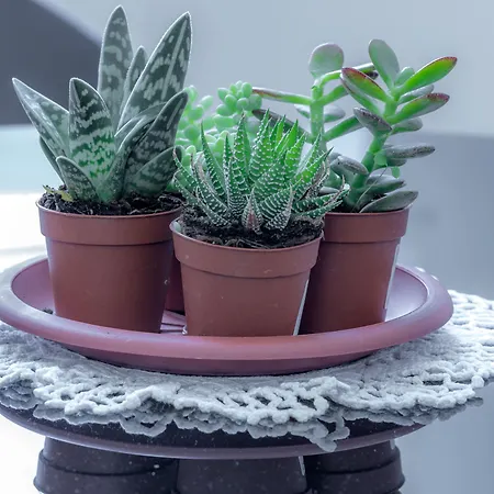 A&g בית הארחה לה ספציה